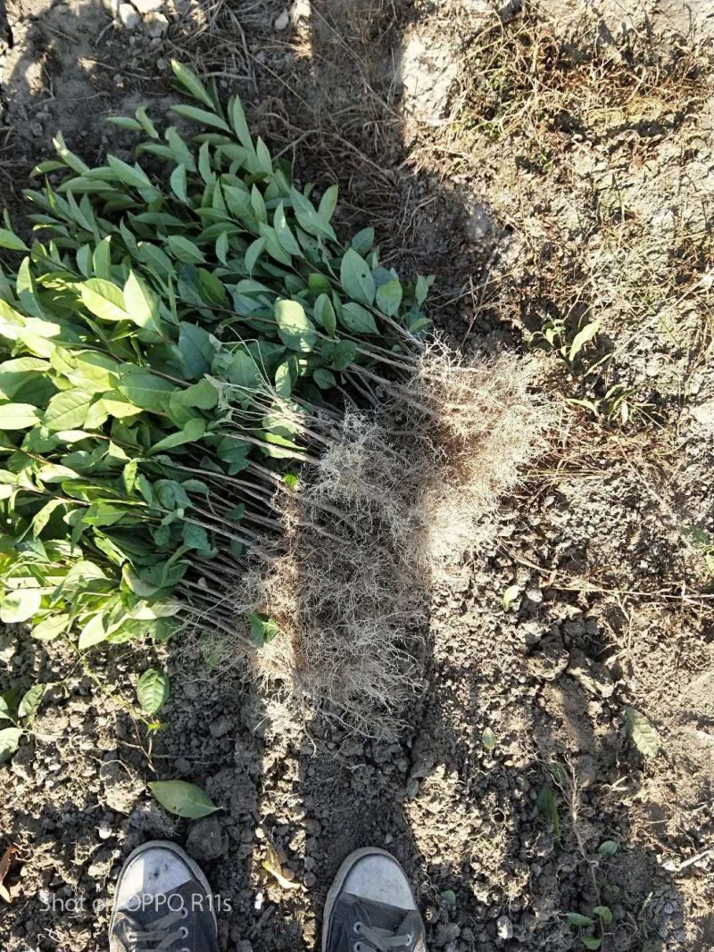 茶叶苗具体价钱按要求定价有需要的联系我，具体详谈。
