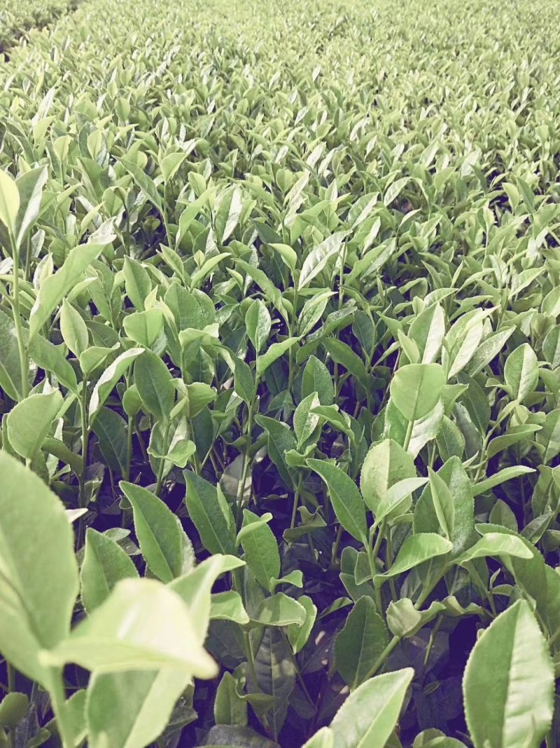 茶叶苗具体价钱按要求定价有需要的联系我，具体详谈。