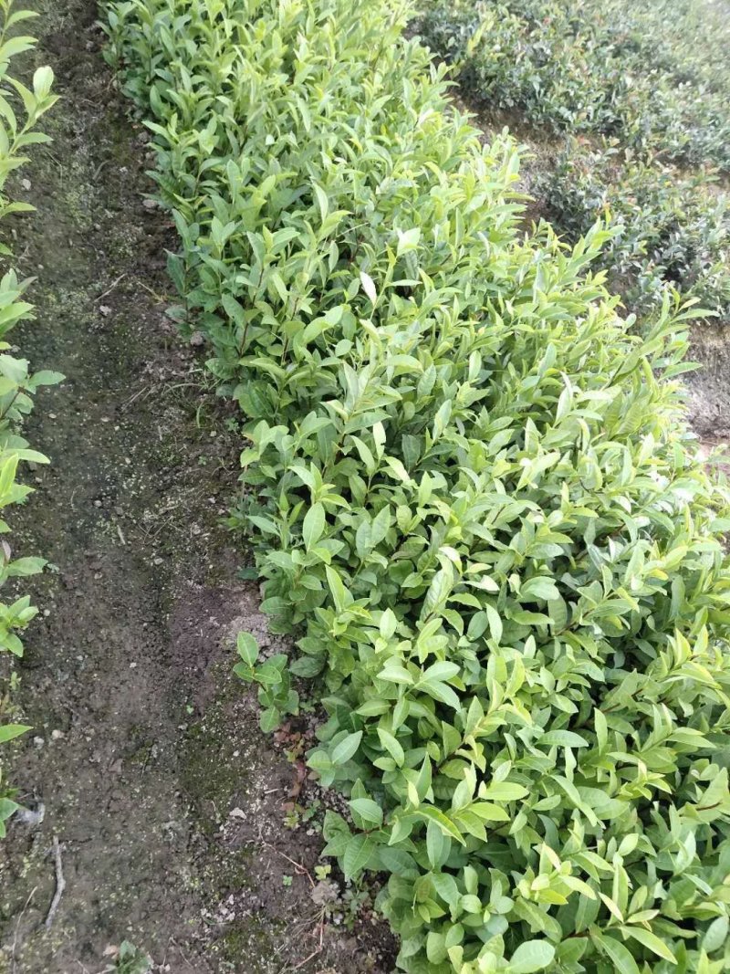 茶叶苗具体价钱按要求定价有需要的联系我，具体详谈。