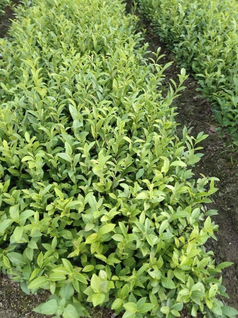 茶叶苗具体价钱按要求定价有需要的联系我，具体详谈。