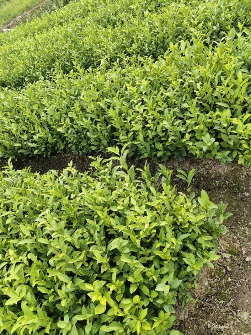 茶叶苗具体价钱按要求定价有需要的联系我，具体详谈。