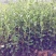 茶叶苗具体价钱按要求定价有需要的联系我，具体详谈。