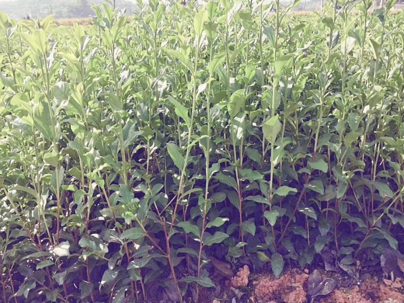 茶叶苗具体价钱按要求定价有需要的联系我，具体详谈。