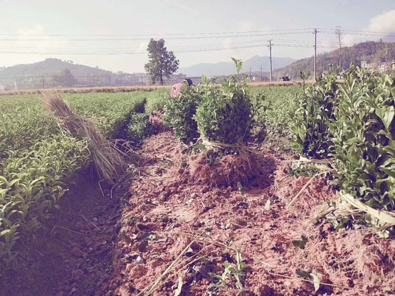 茶叶苗具体价钱按要求定价有需要的联系我，具体详谈。