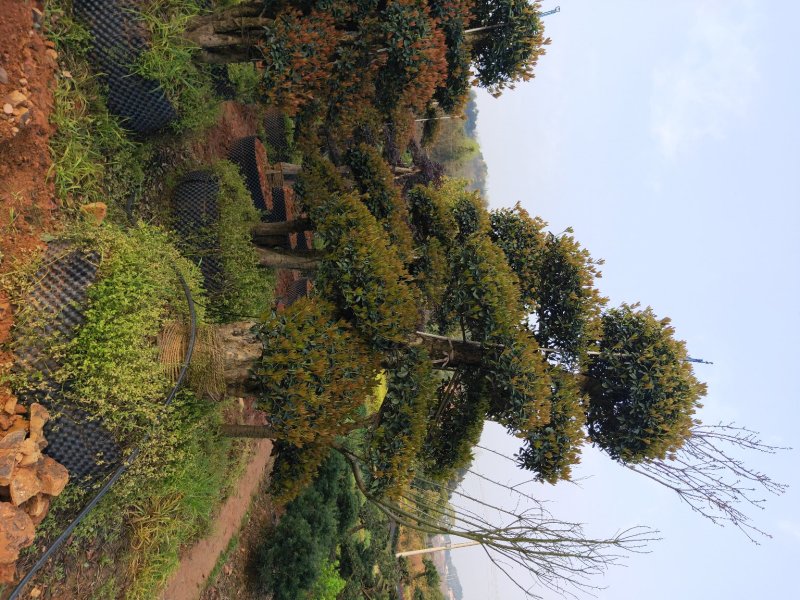造型椤木石楠基地直销规格齐全天诚苗圃