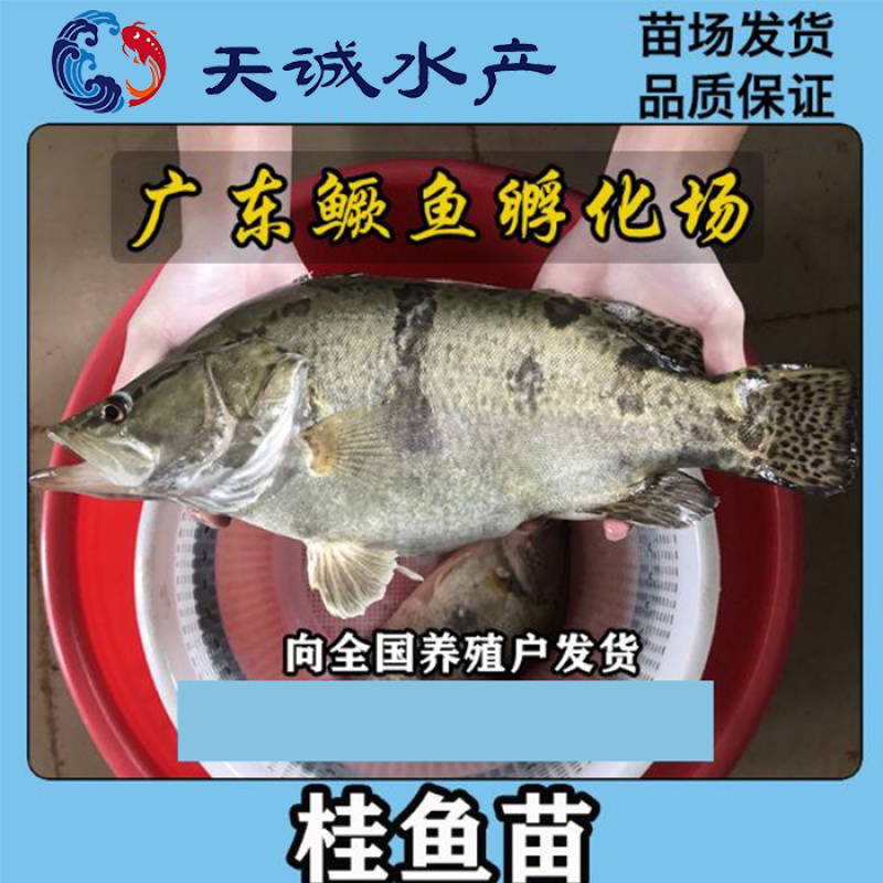 广东优质翘嘴鳜鱼苗桂花鱼苗鳜鱼苗季花鱼苗鳜鱼水花