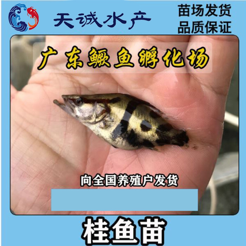广东优质翘嘴鳜鱼苗桂花鱼苗鳜鱼苗季花鱼苗鳜鱼水花