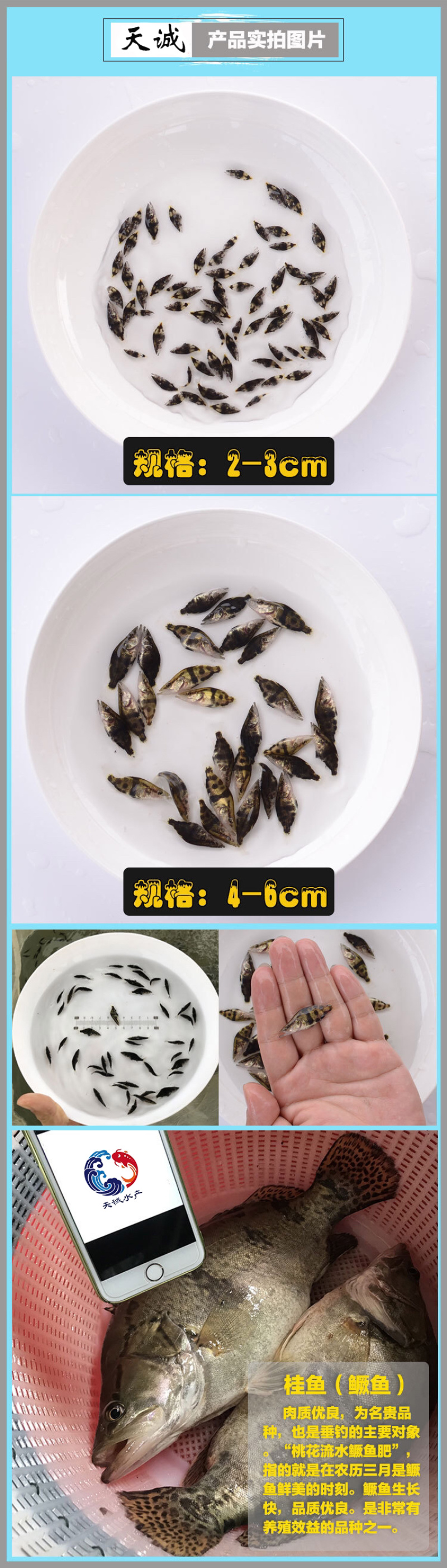 广东优质翘嘴鳜鱼苗桂花鱼苗鳜鱼苗季花鱼苗鳜鱼水花