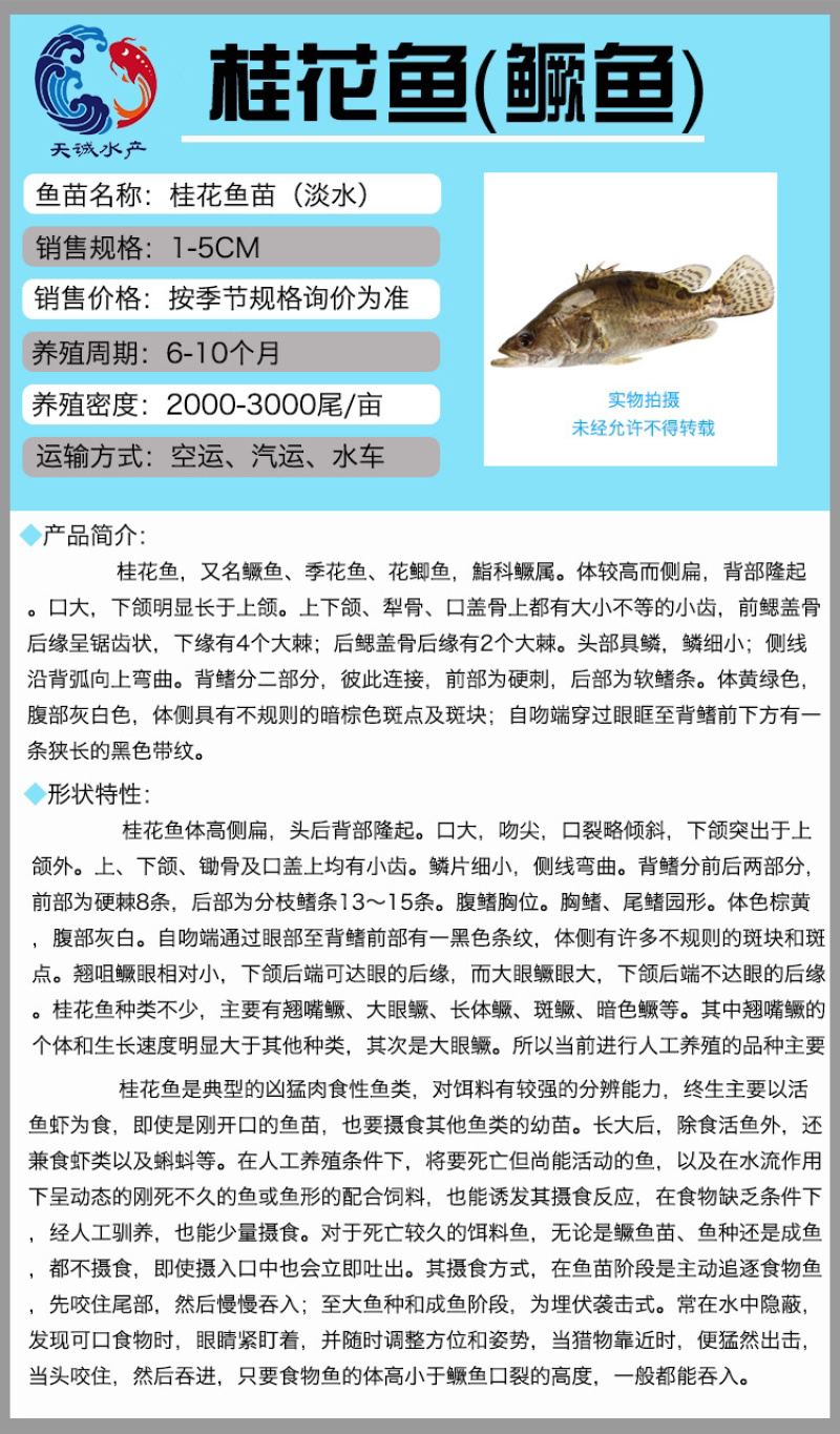 广东优质翘嘴鳜鱼苗桂花鱼苗鳜鱼苗季花鱼苗鳜鱼水花