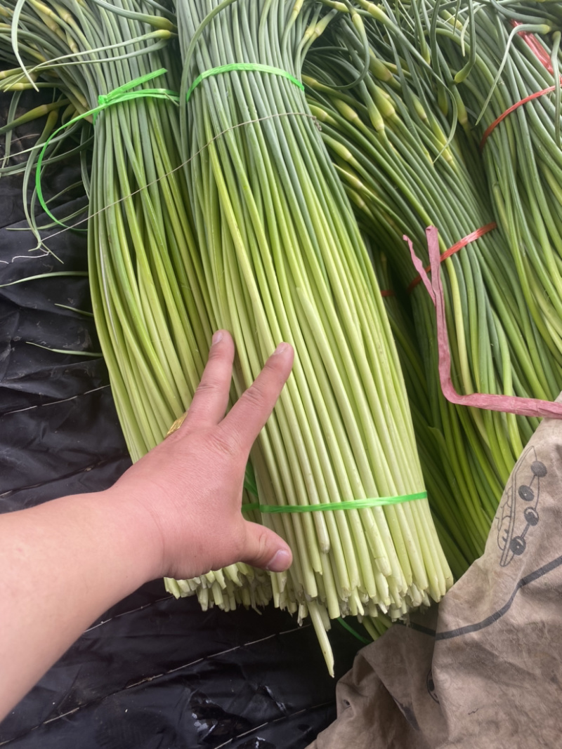 热销推荐，实力供货，红帽蒜苔，常年供应，代发全国