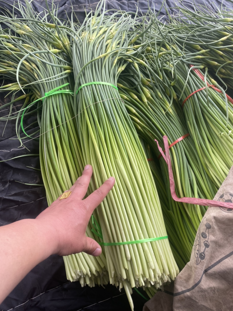 热销推荐，实力供货，红帽蒜苔，常年供应，代发全国