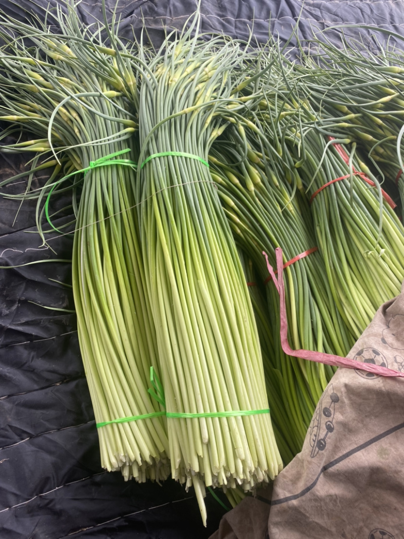 热销推荐，实力供货，红帽蒜苔，常年供应，代发全国