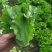 精品意大利生菜基地