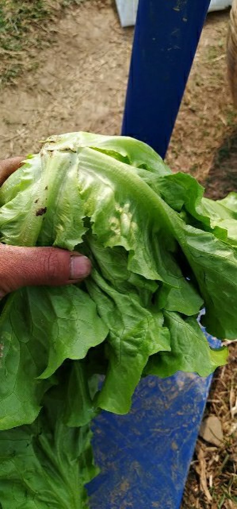 精品意大利生菜基地