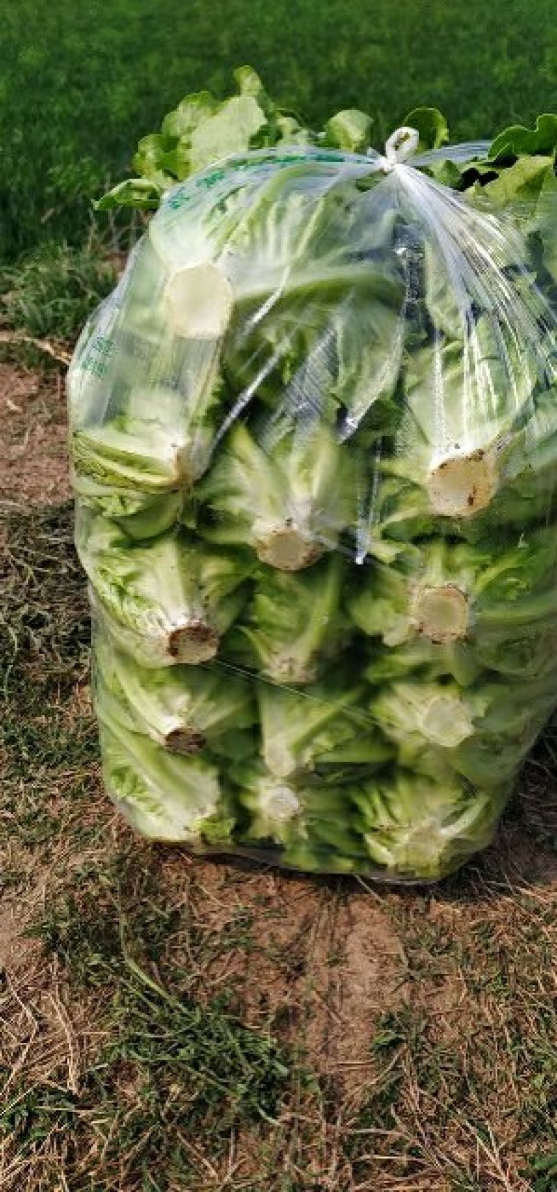 精品意大利生菜基地