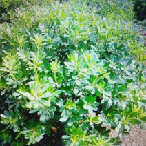 80到200海桐球大量现货