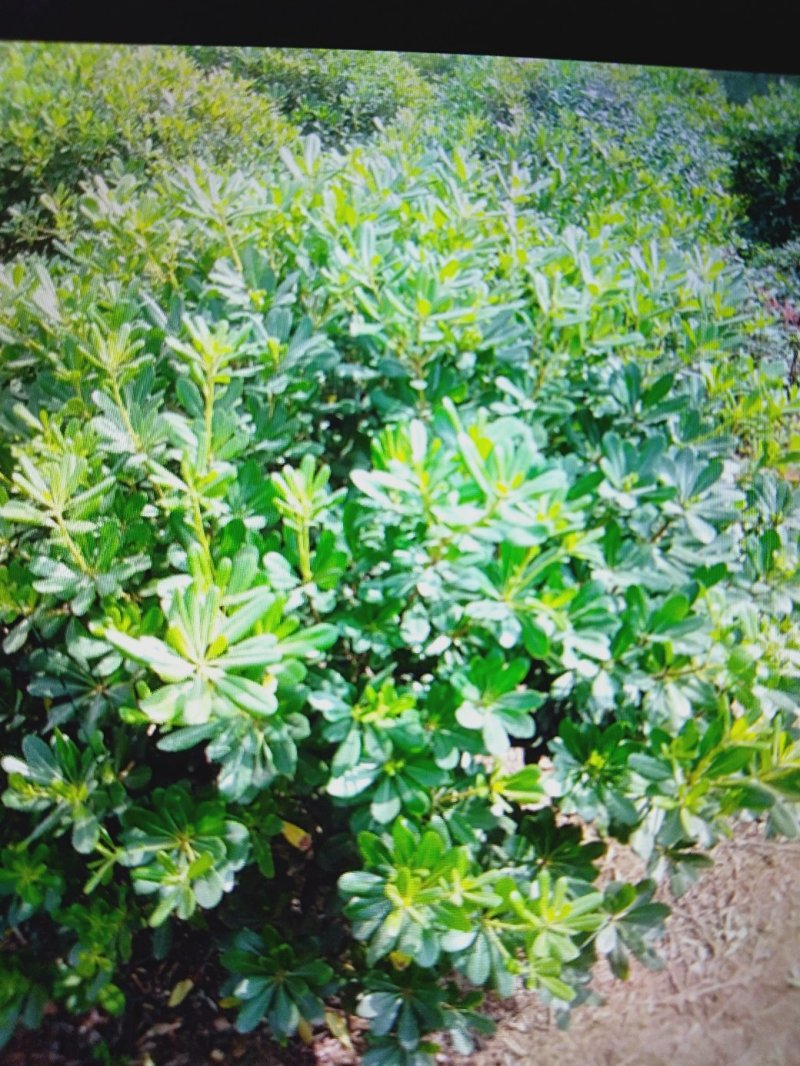 80到200海桐球大量现货