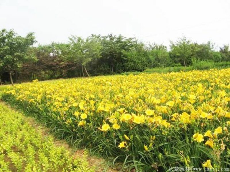 金娃娃萱草