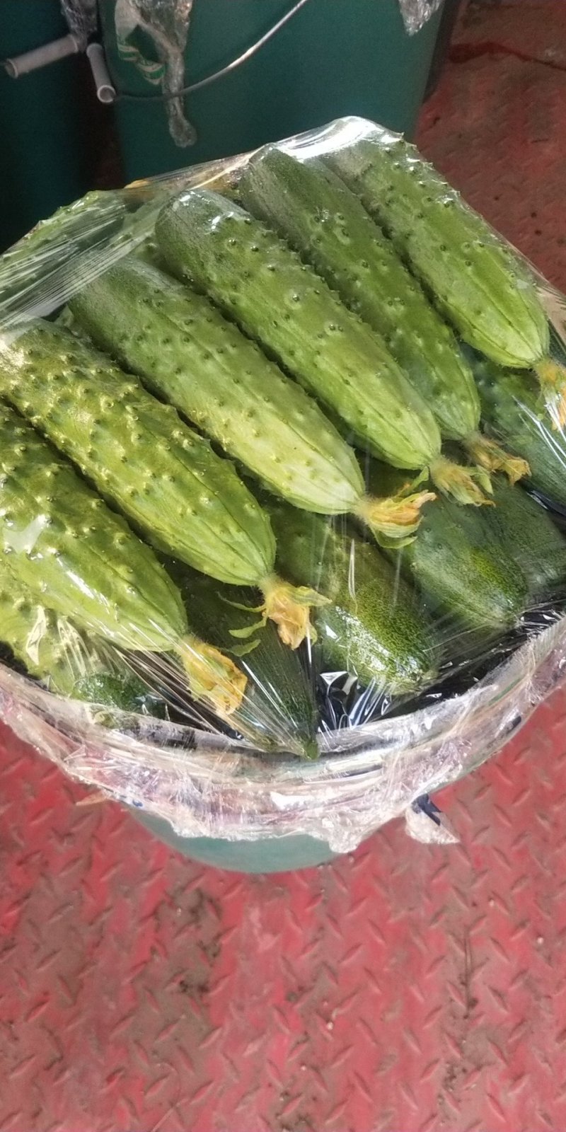 现苗各种黄瓜苗