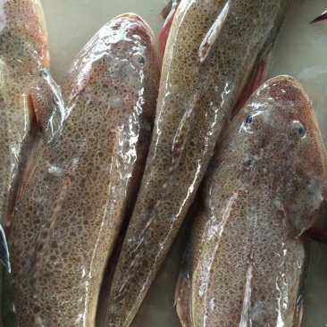 新鲜海捕牛尾鱼辫子鱼狗腿鱼纯净海域深海牛尾鱼