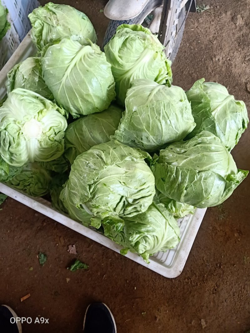山东大棚中甘甘蓝大棚甘蓝甘蓝价格绿甘蓝代发全国