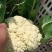 山东有机花菜大量上市加工厂跑市场全国发货