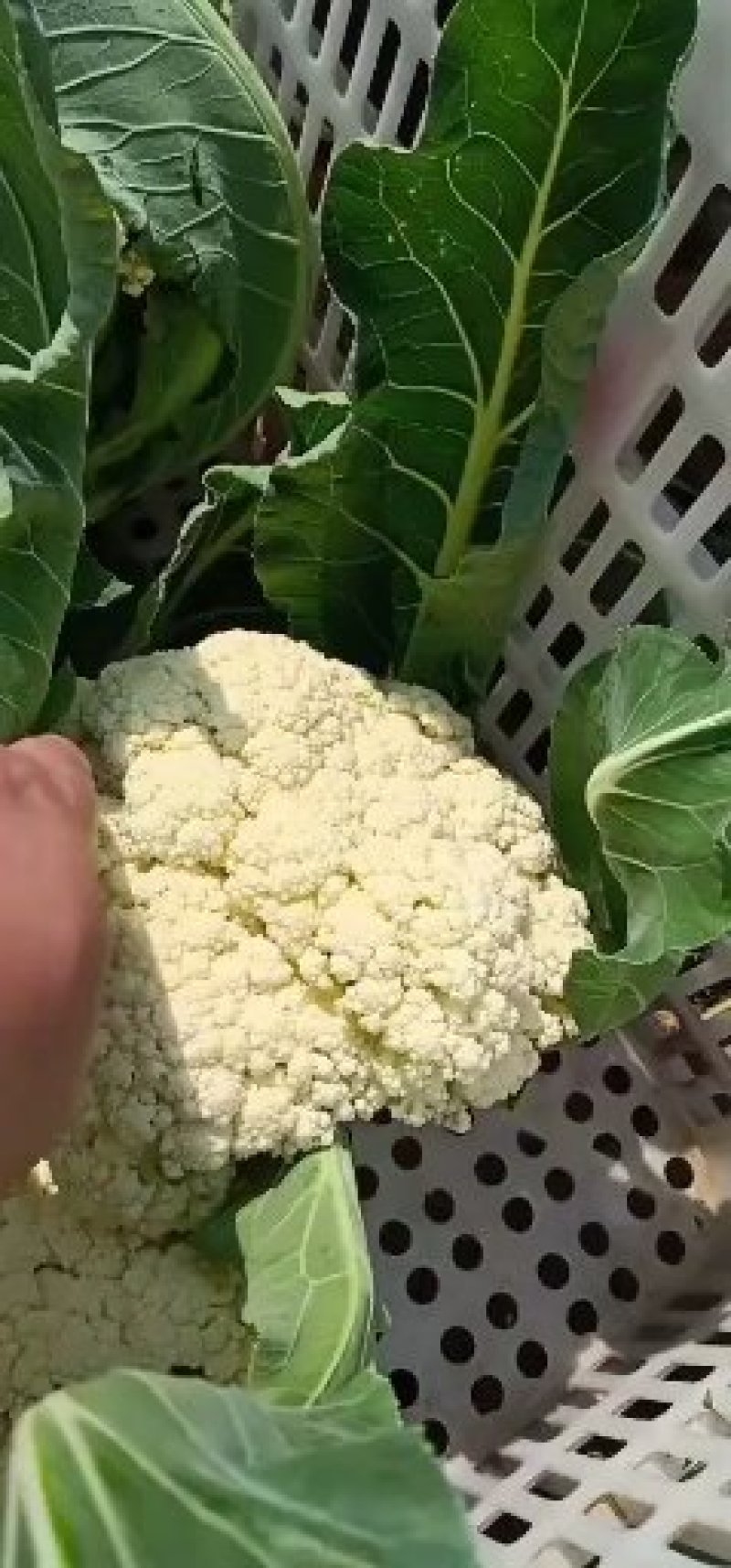 山东有机花菜大量上市加工厂跑市场全国发货
