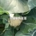 山东有机花菜大量上市加工厂跑市场全国发货