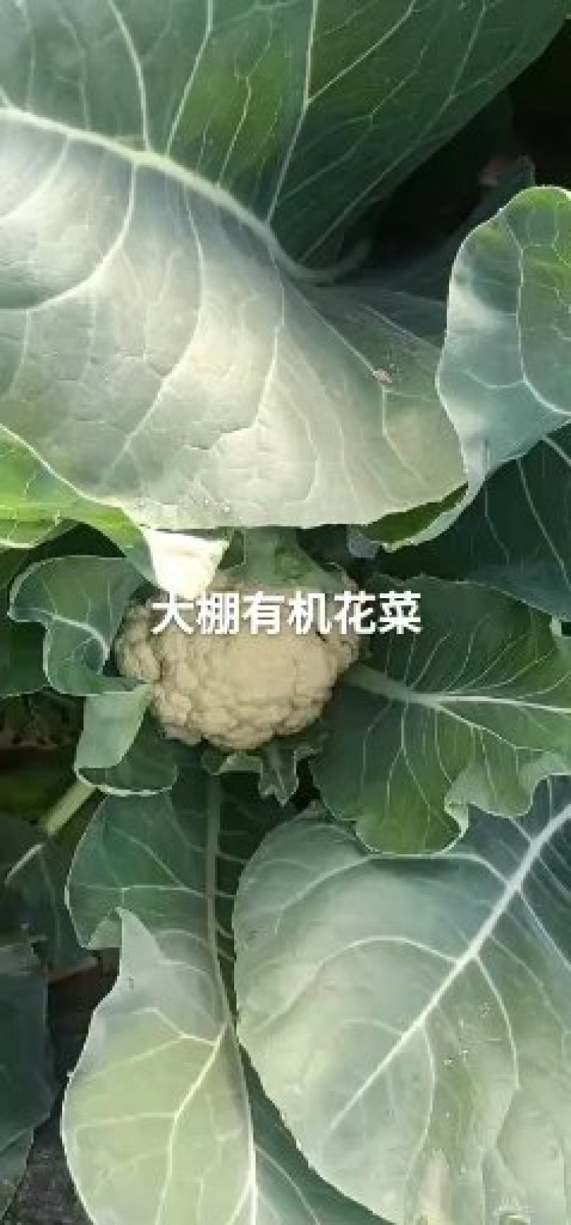 山东有机花菜大量上市加工厂跑市场全国发货