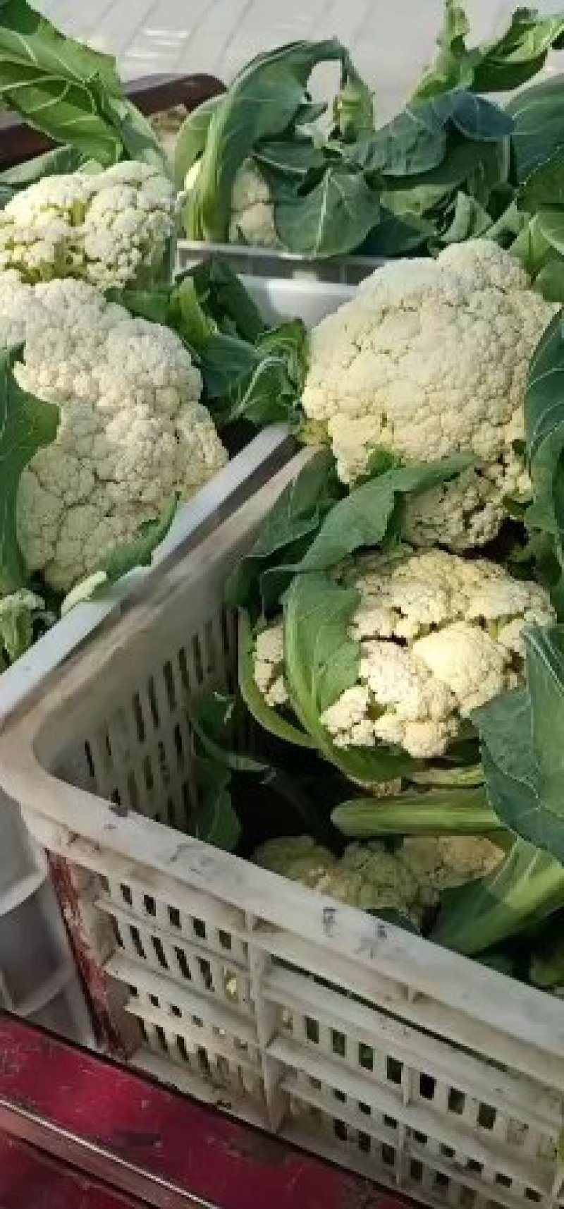 山东有机花菜大量上市加工厂跑市场全国发货
