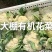 山东有机花菜大量上市加工厂跑市场全国发货