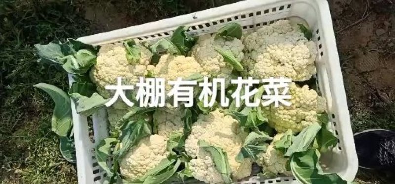 山东有机花菜大量上市加工厂跑市场全国发货