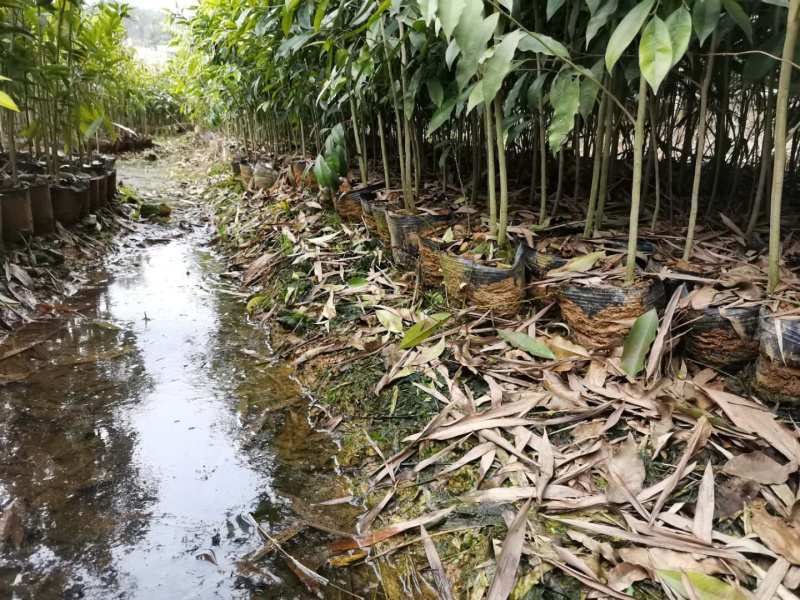 沉香苗