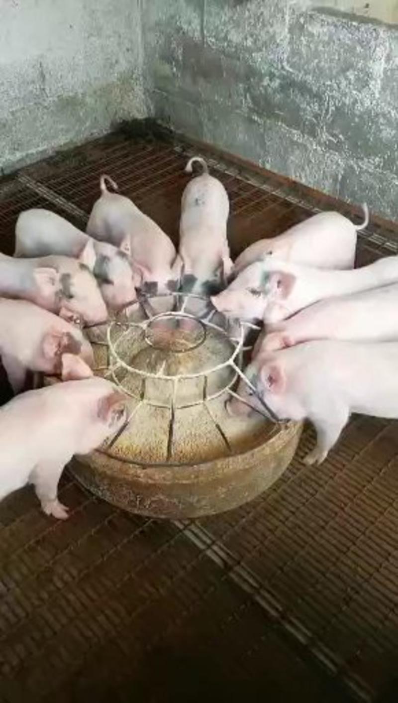 供应各种小猪，价格便宜，品种有土白，长白，陆川猪，三杂猪