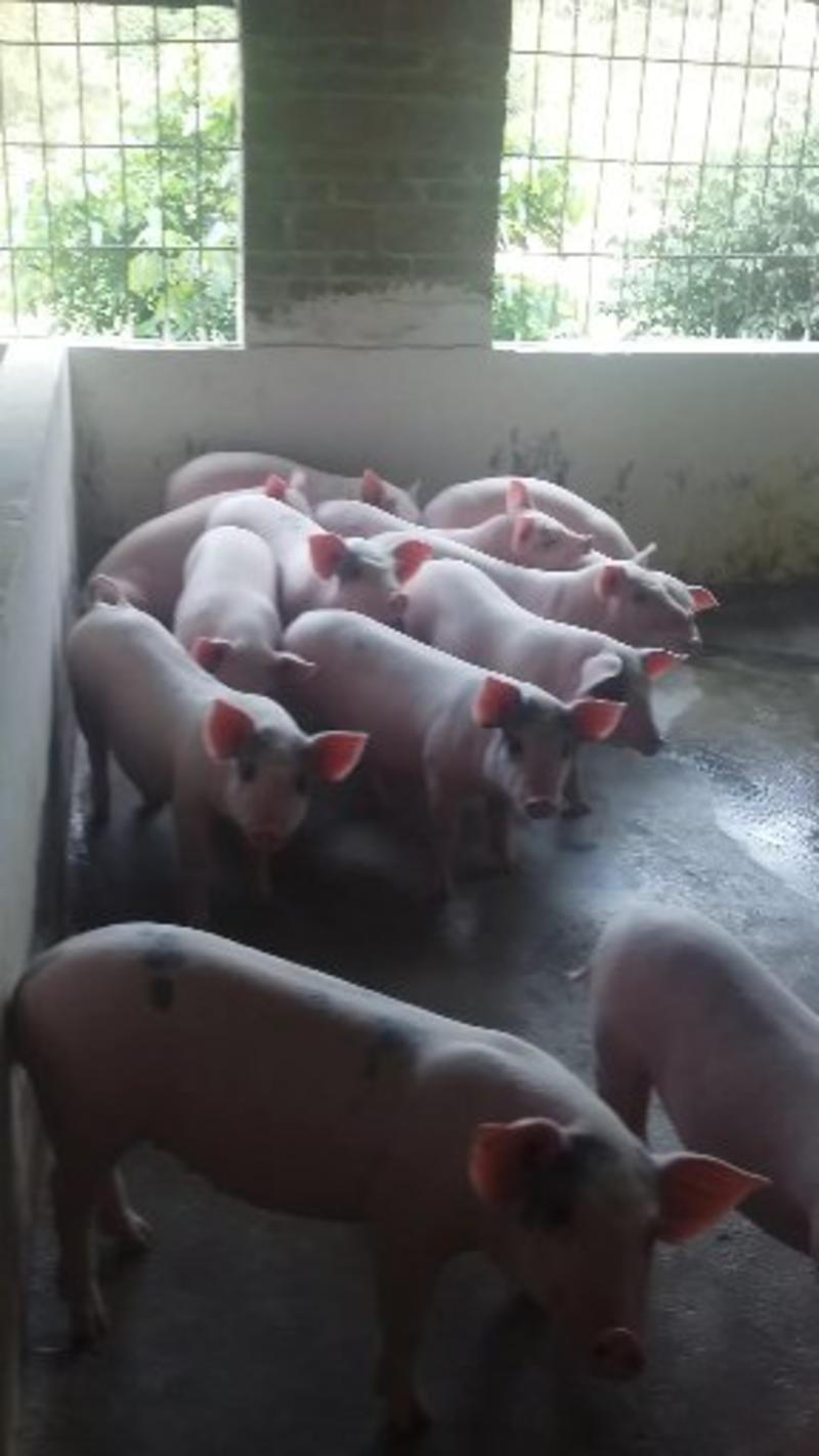 供应各种小猪，价格便宜，品种有土白，长白，陆川猪，三杂猪