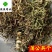 蒲公英干货野生公英新货颜色好供应大货