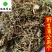 蒲公英干货野生公英新货颜色好供应大货