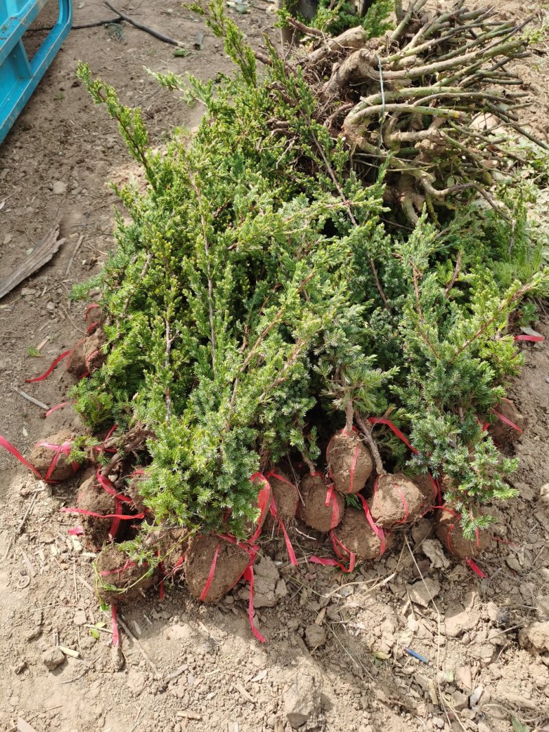 铺地柏，30一60公分铺地柏，50公分大量