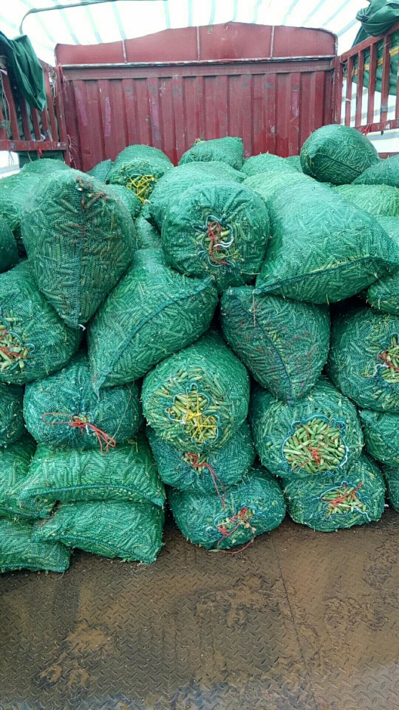大量供应长寿仁碗豆，需要的老板联系