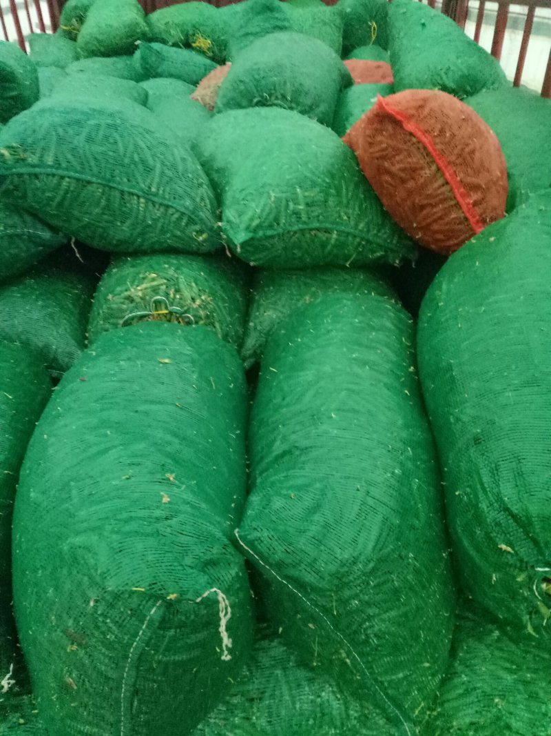 大量供应长寿仁碗豆，需要的老板联系