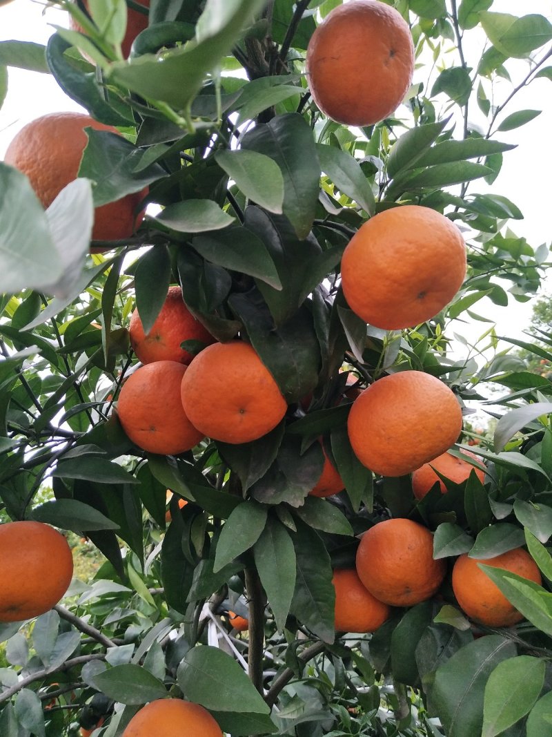 沃柑：纯甜，化渣，颜色火红，果肉细腻水份足，大量上市中