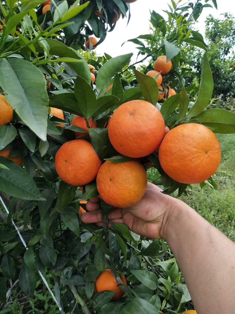 沃柑：纯甜，化渣，颜色火红，果肉细腻水份足，大量上市中