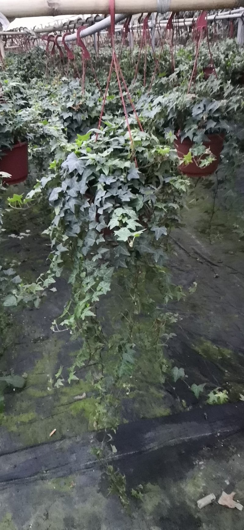 常春藤