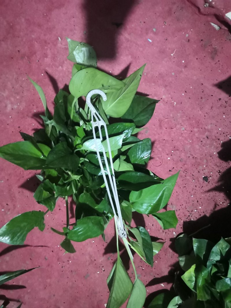 180白盆绿萝