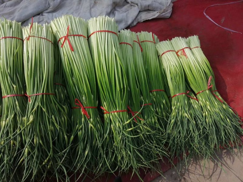 蒜薹，白帽蒜苔，红帽蒜薹以大量上，60到70公分长，，