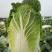 本地大量黄心大白菜，产地直发，货源充足，诚信经营欢迎采购