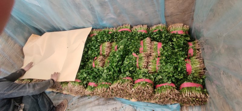 【精品优选】大叶香菜四季供应全国批发规格齐全一手货源量大