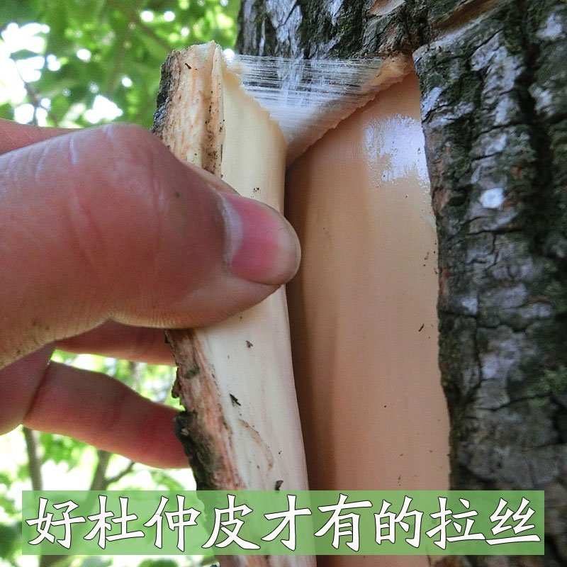 15年杜仲皮杜仲茶略阳杜仲老树厚皮野生老树杜仲皮