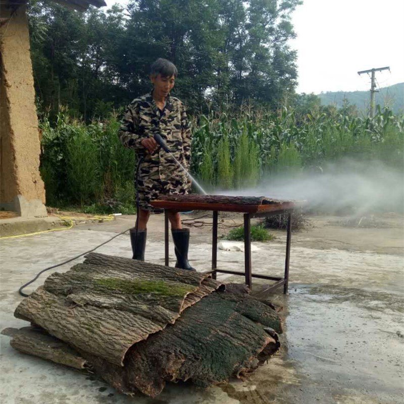 15年杜仲皮杜仲茶略阳杜仲老树厚皮野生老树杜仲皮