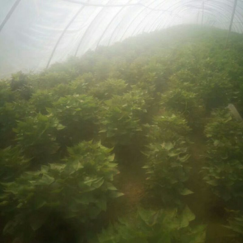 哈密红薯苗保质保量大量现货根系发达成活率高